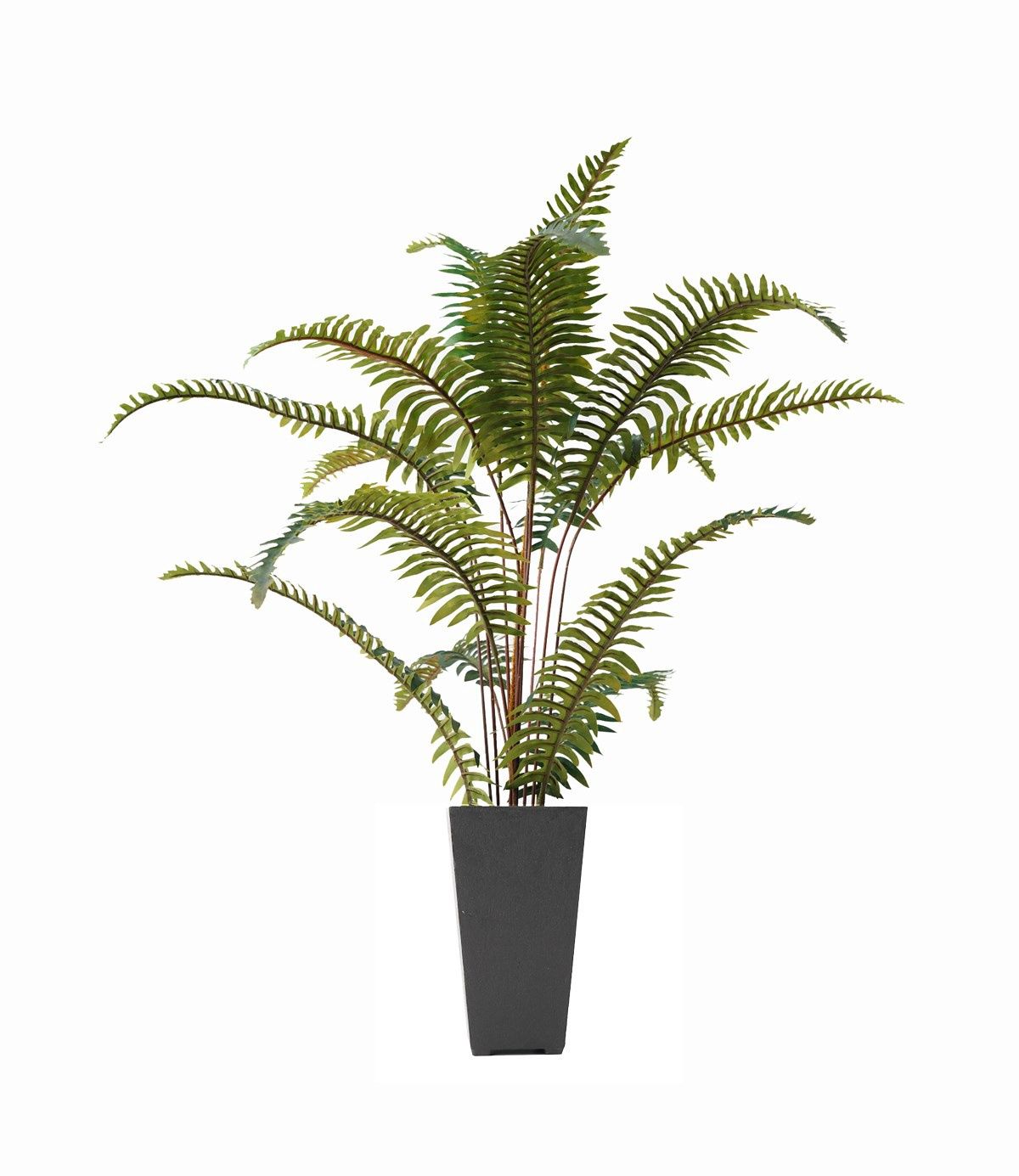 Fern Plant / Tall