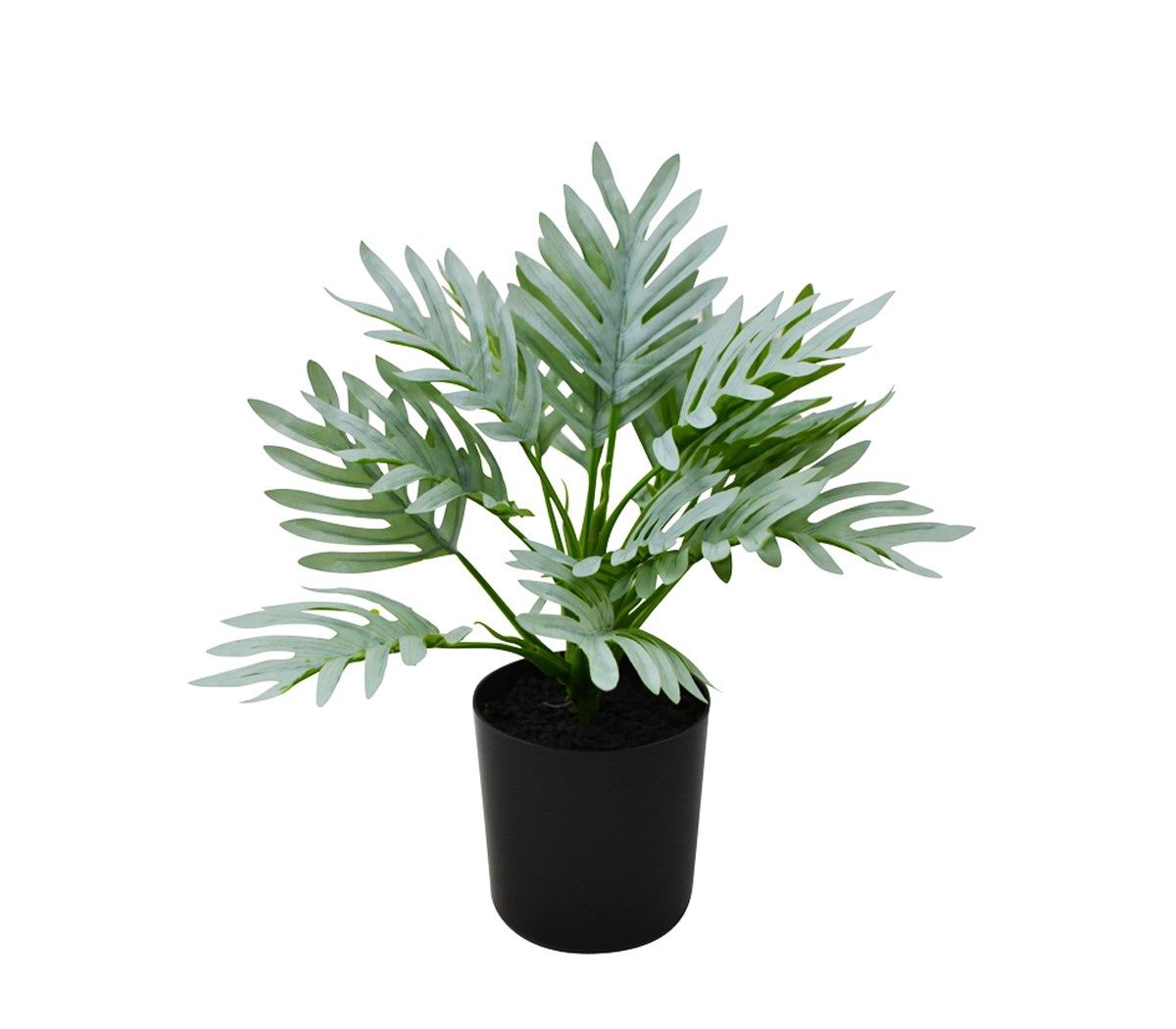 Philodendron