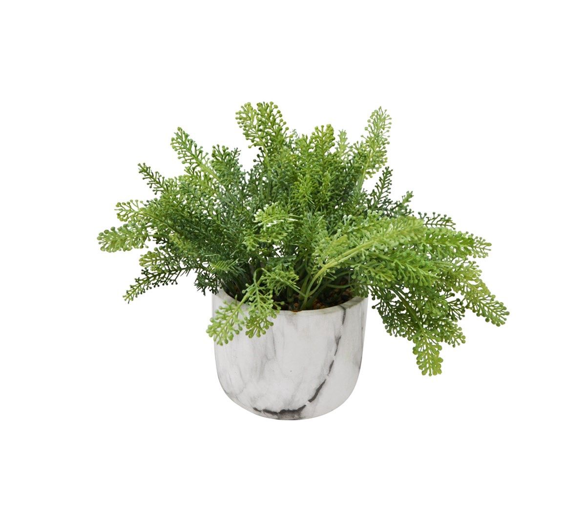 Yarrow Plant