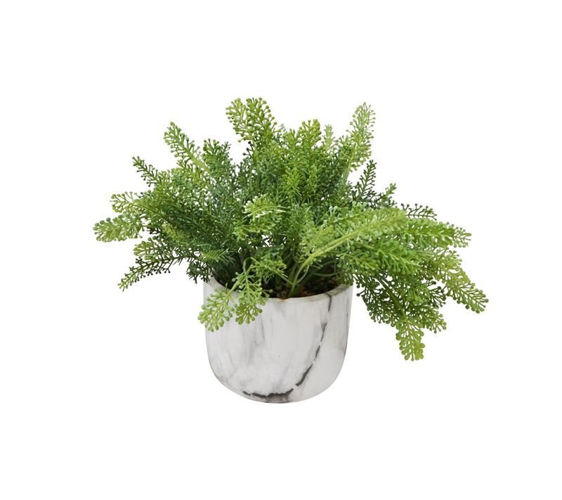 Yarrow Plant