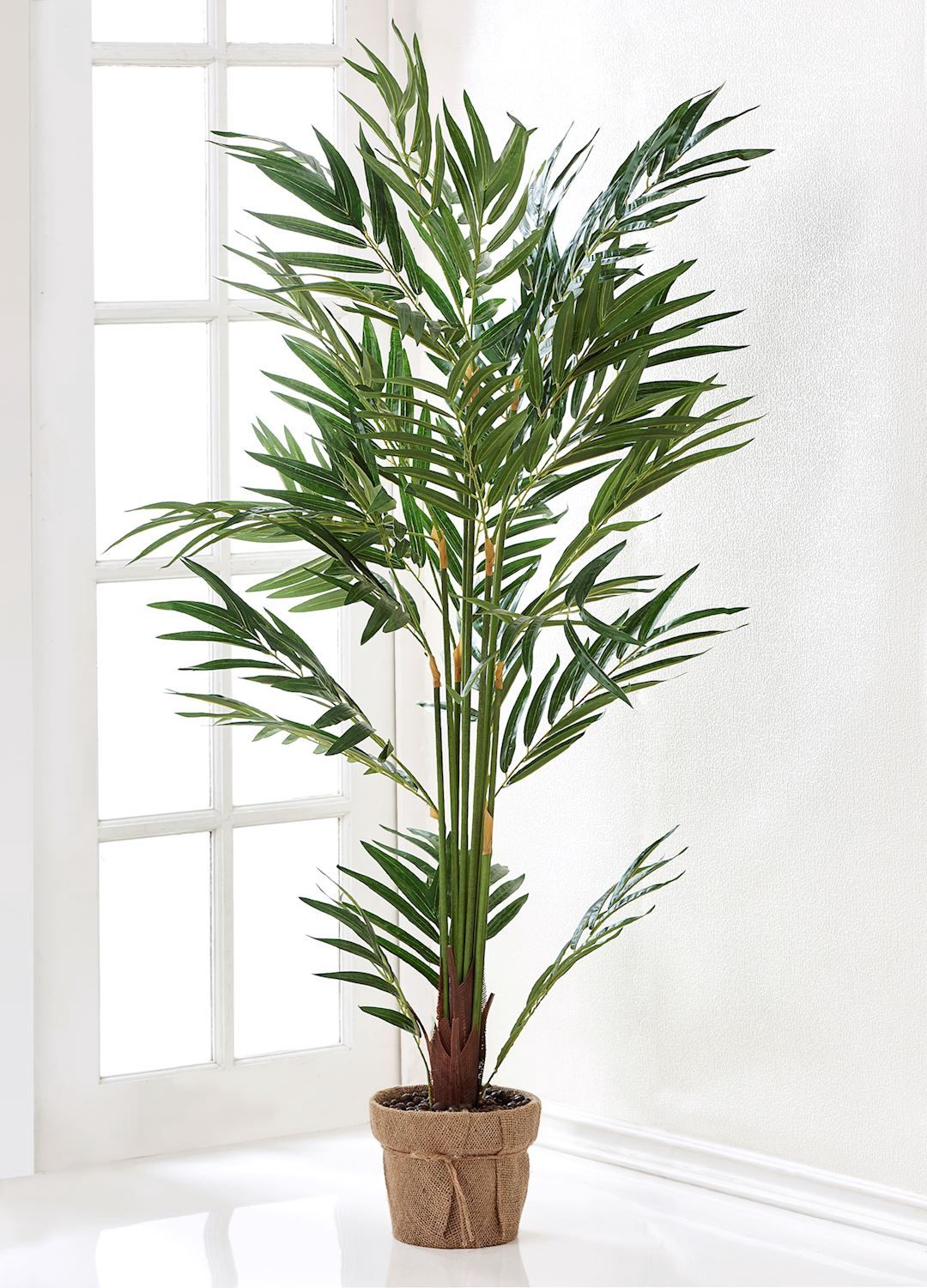 Tall Palm Tree