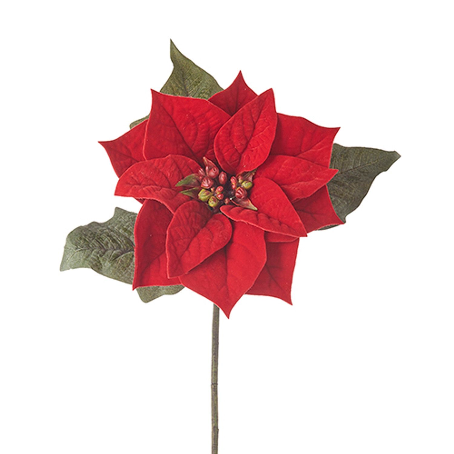 Poinsettia Stem