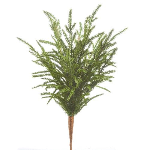 Soft Touch Norfolk Pine Pick