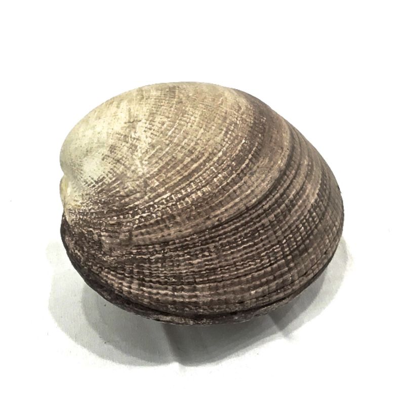 Clam Shells