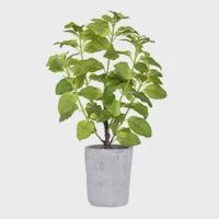 Mint Herb Plant - Large