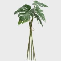 Monstera Bundle
