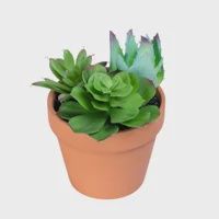 Potted Succulent Mix / Small