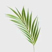 Palm Leaf