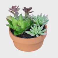 Potted Succulent Mix /Wide Terracotta