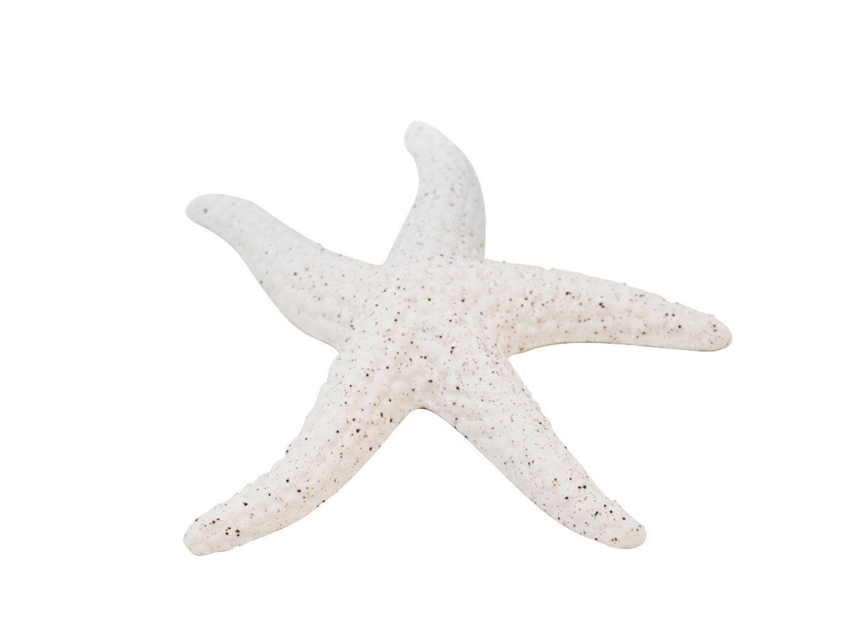 Large White Starfish