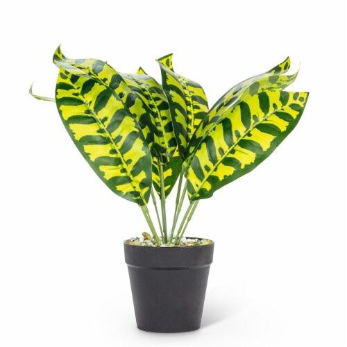 Green Stripe Plant