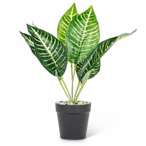 Green white striped plant