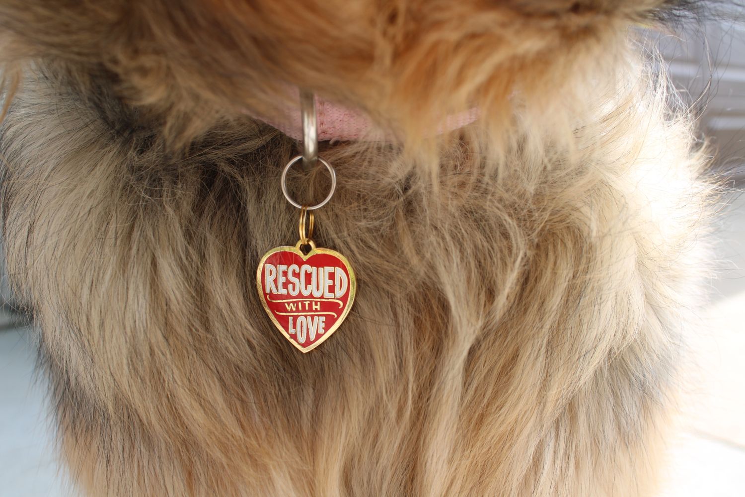 Collar Charms