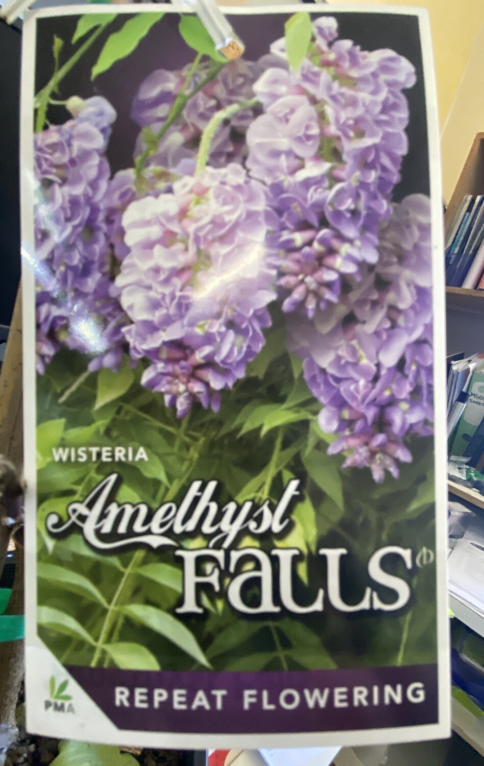 Wisteria Amethyst Falls 20cm