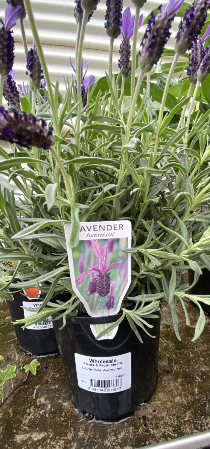 Lavender Anonview 140mm