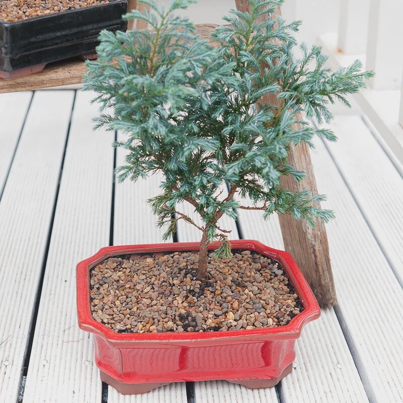 Bonsai YAMA Rectangle Pot Small 20x14x7 Red