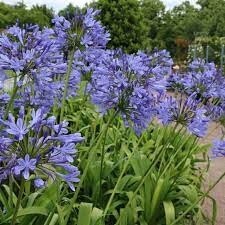 Agapanthus Blue 140mm