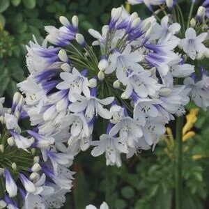 Agapanthus Queen Mum 140mm