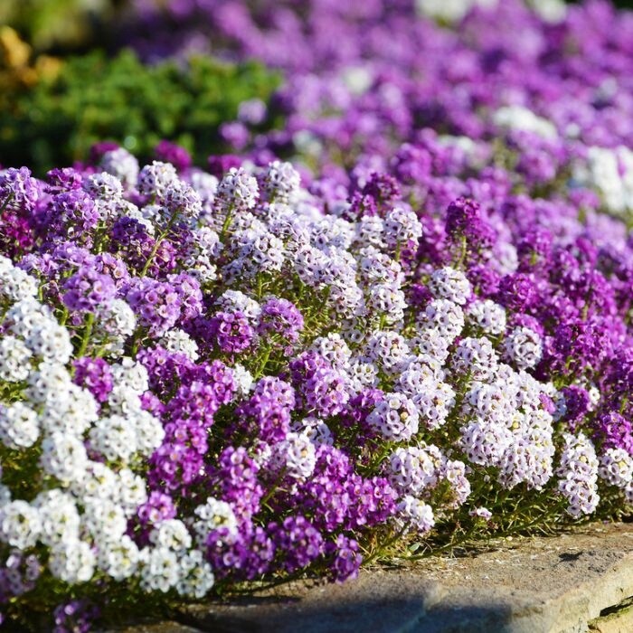 Alyssum assorted 120mm