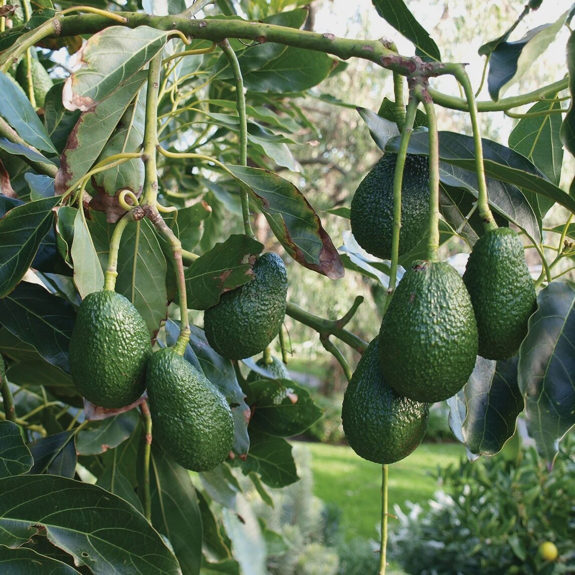 Avacado Assorted 5Lt