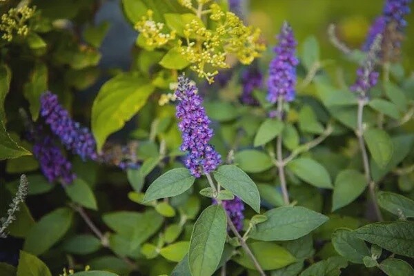 Buddlea Leah Blue 140mm