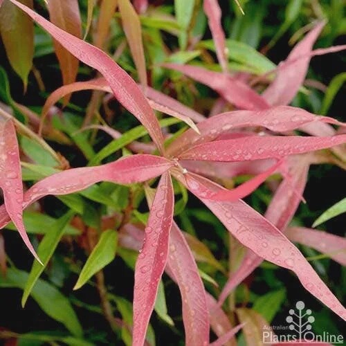 Callistemon Great Balls of Fire 140mm