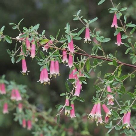 Correa Dusky Bells 140mm