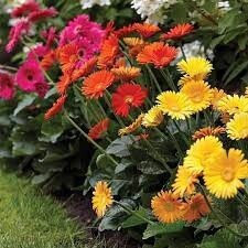 Gerberas 120mm