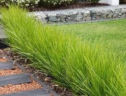 Lomandra Lime Tuff 140mm