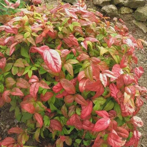 Nandina Domestica Nana