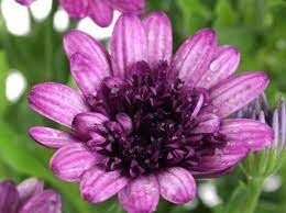 Osteo Violet Berry 140mm