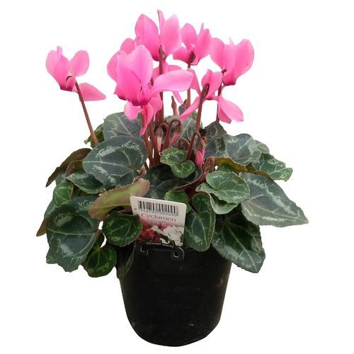 Cyclamen 120mm