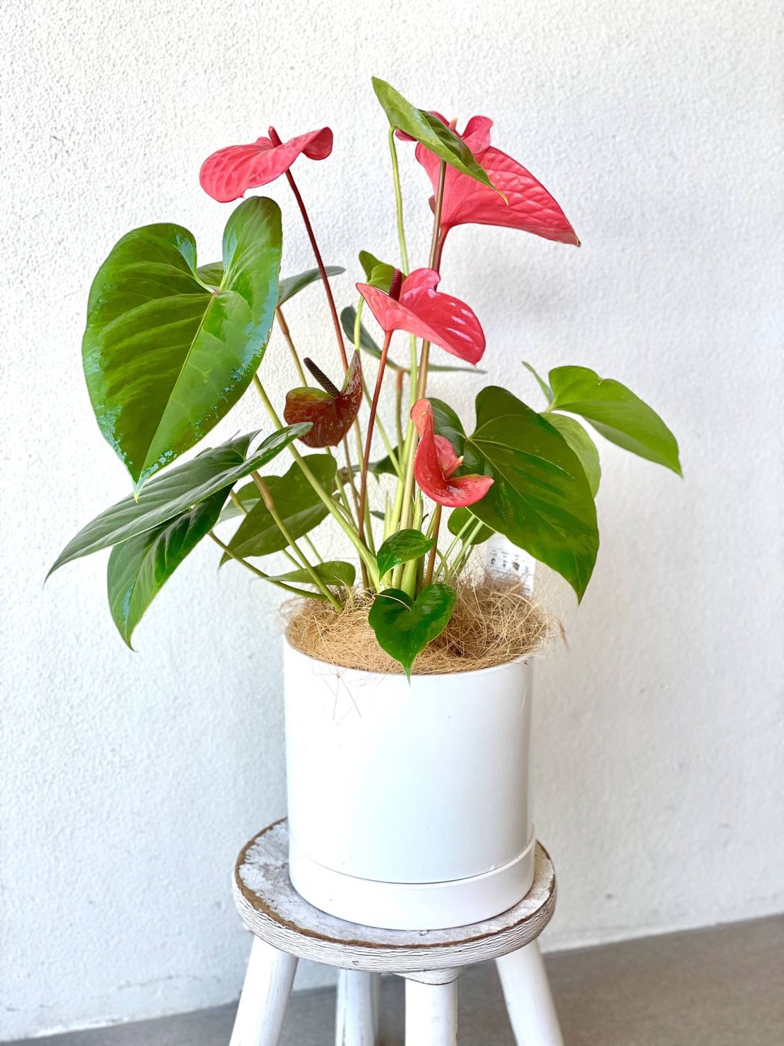 Anthurium White Pot 90mm