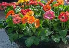 Gerbera Mix 125mm