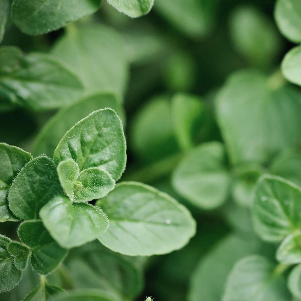 Oregano Greek 85mm