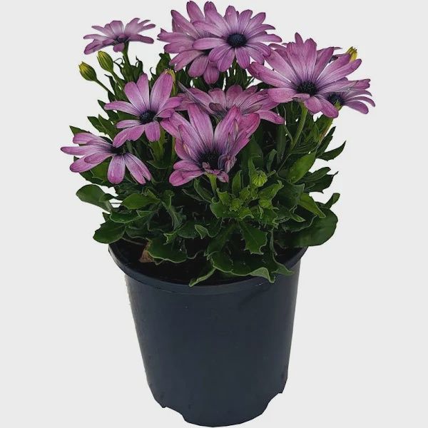 Osteospermum serenity purple 140mm