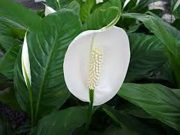 Spathiphyllums Peace Lilly 150mm