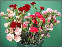 Carnation-Dianthus 140mm