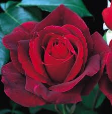 Rosa Mr Lincoln Hybrid Tea Bush Rose 200mm