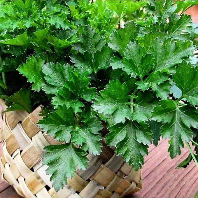 Parsley Flat Leaf 85cm