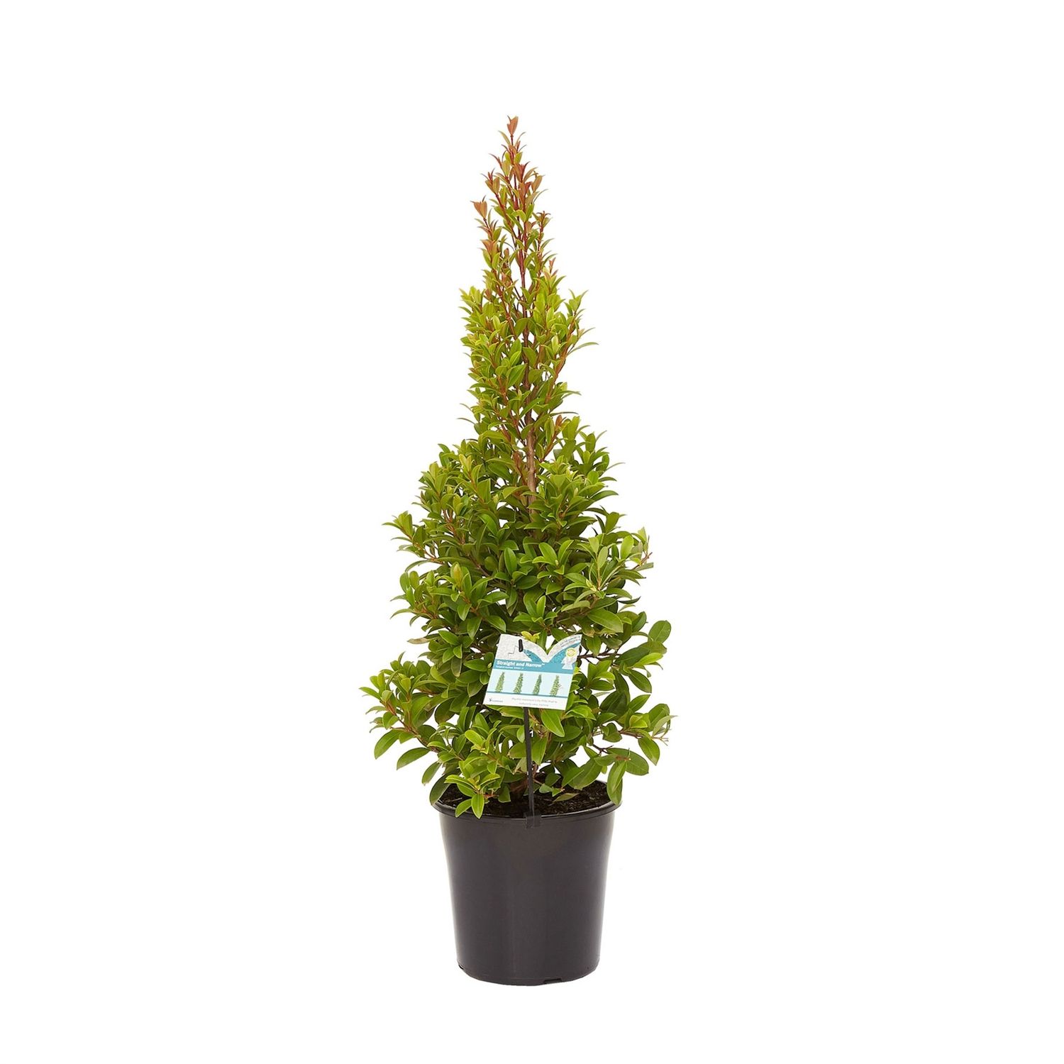 Syzygium Straight and Narrow 140mm