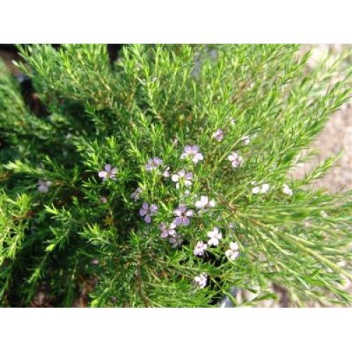 Coleonema Dwarf Pink 14cm