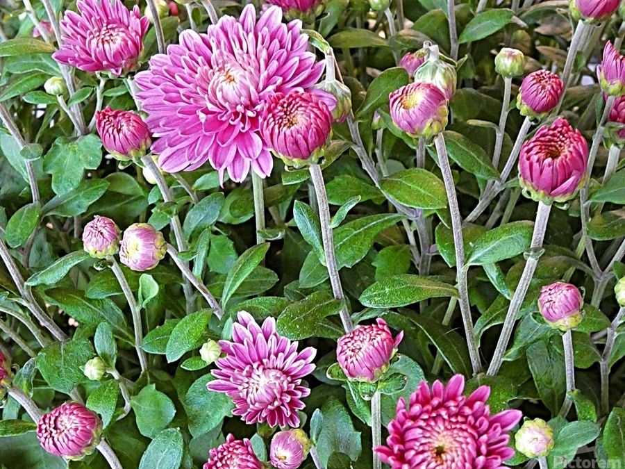 Argyranthemum Larita Double Pink 150mm