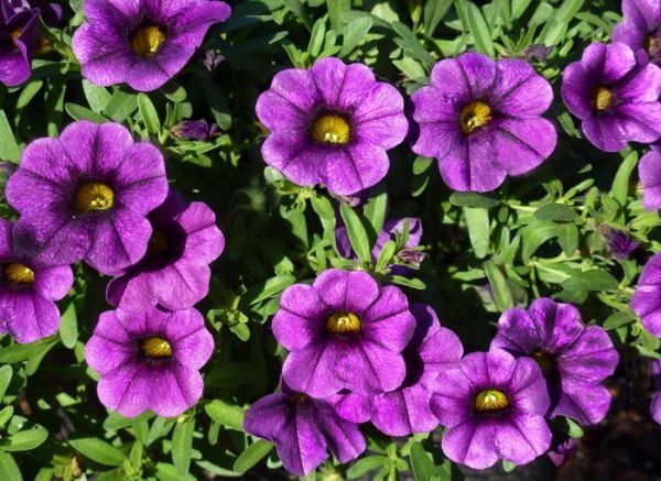 Calibrachoa Calipetitie Blue 140mm