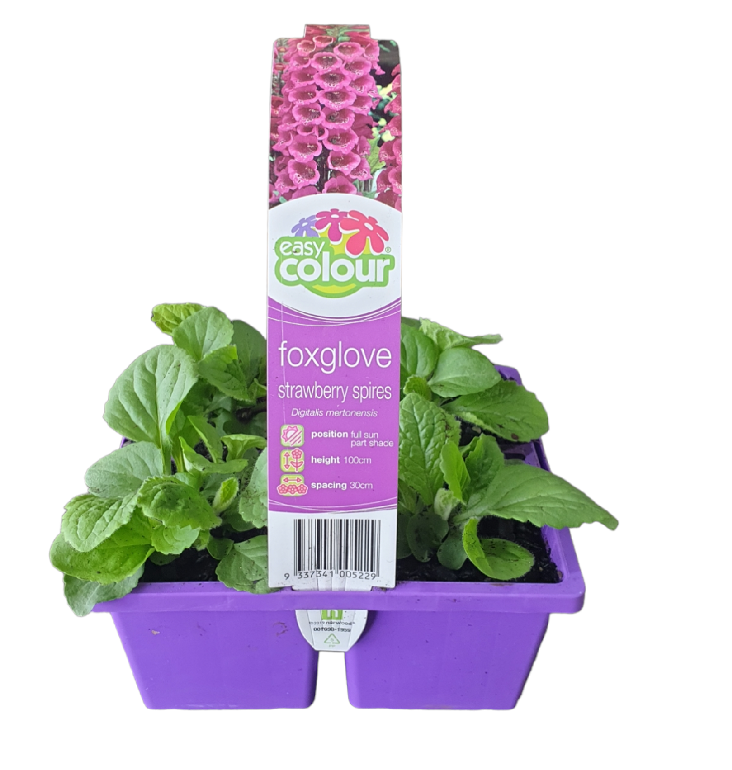 Fox Glove Strawberry Spires 4Pk