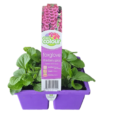 Fox Glove Strawberry Spires 4Pk