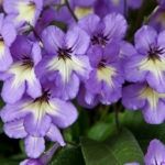 Lady Slippers Streptocarpus 120mm