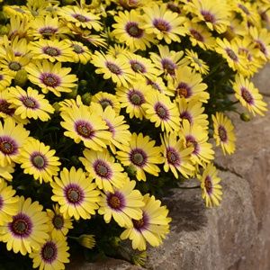 Osteospermum Blue Eyed Beauty 140mm