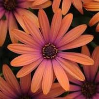 Osteospermum Serenity Bronze 70mm