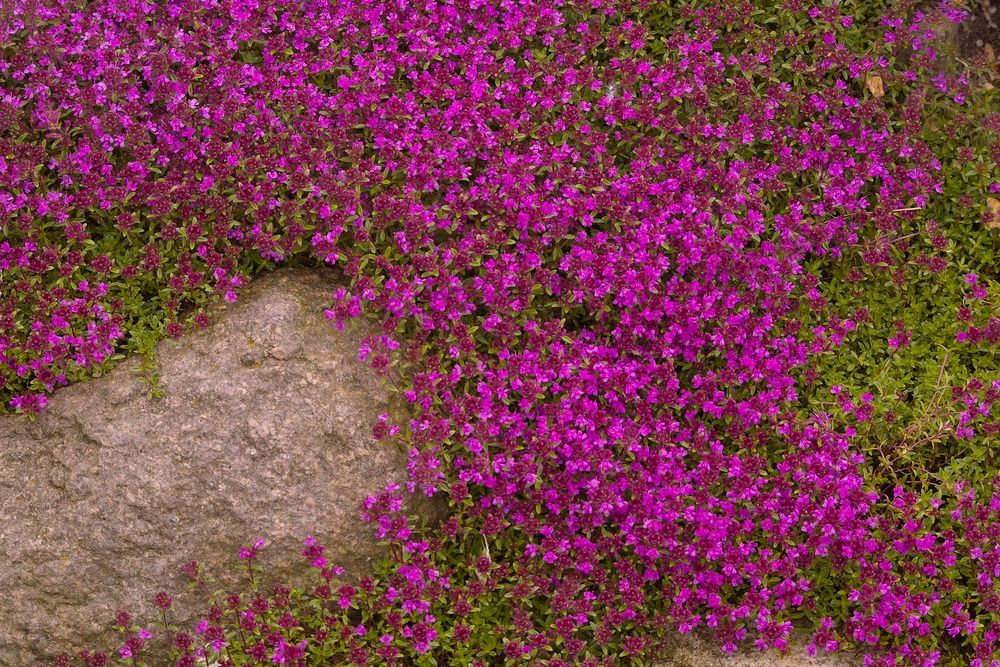 Thyme Pink Carpet 85mm